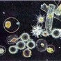 eletroplankton