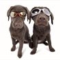 The Well Behaved Dogs