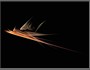 Planet Dust