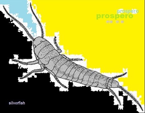 26339Silverfish cover 3.jpg